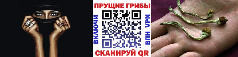 Галлюциногенные грибы Psilocybe  Красноперекопск 